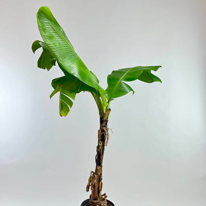 Abyssinian Banana Plant: Ensete ventricosum - 10 inch pot - 3-4 foot tall