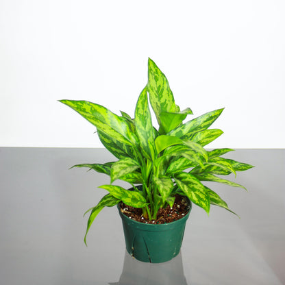 Super Maria Chinese Evergreen: Aglaonema 'Emerald Beauty' - 6 inch pot