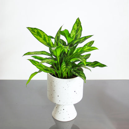 Super Maria Chinese Evergreen: Aglaonema 'Emerald Beauty' - 6 inch pot