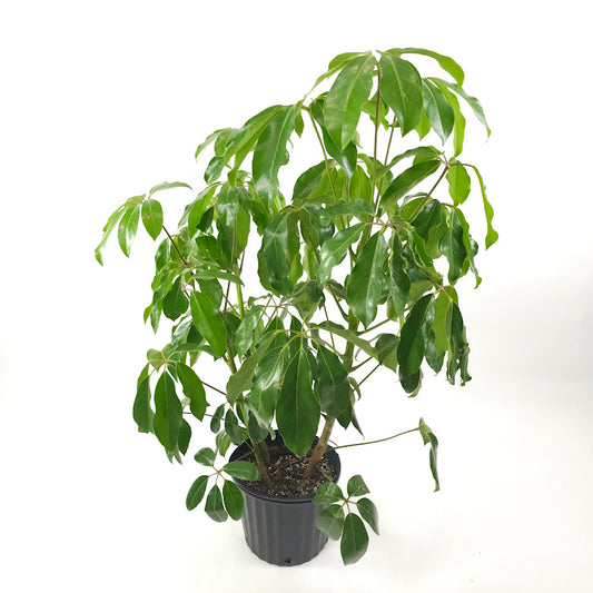 Amate Umbrella Tree: Schefflera actinophylla - 10 inch pot - 4 foot tall