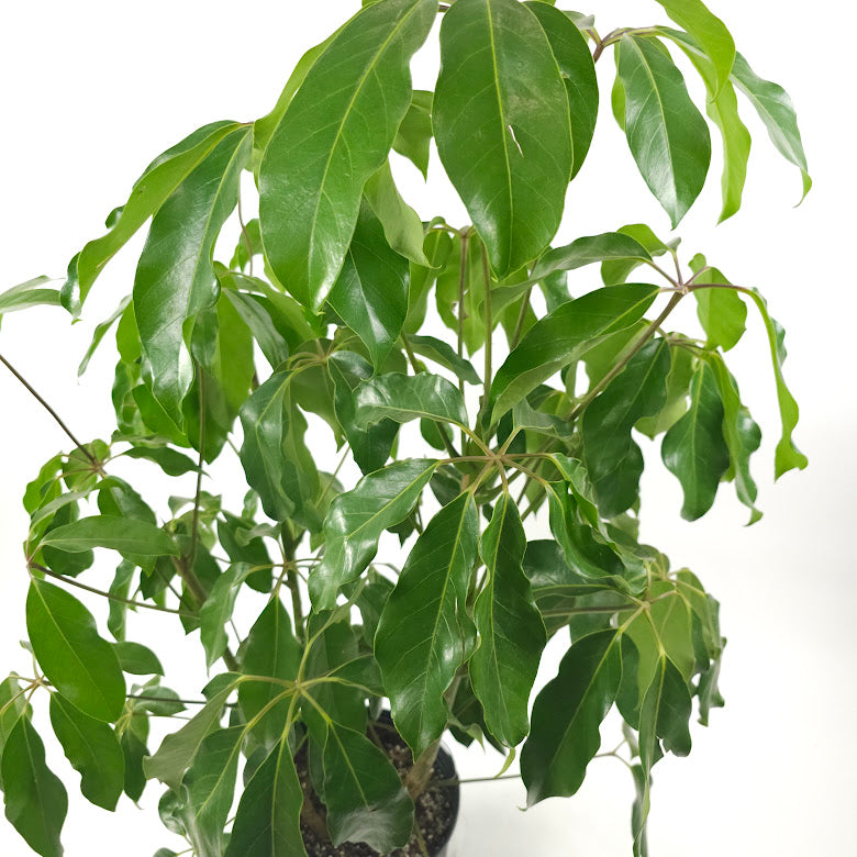 Amate Umbrella Tree: Schefflera actinophylla - 10 inch pot - 4 foot tall