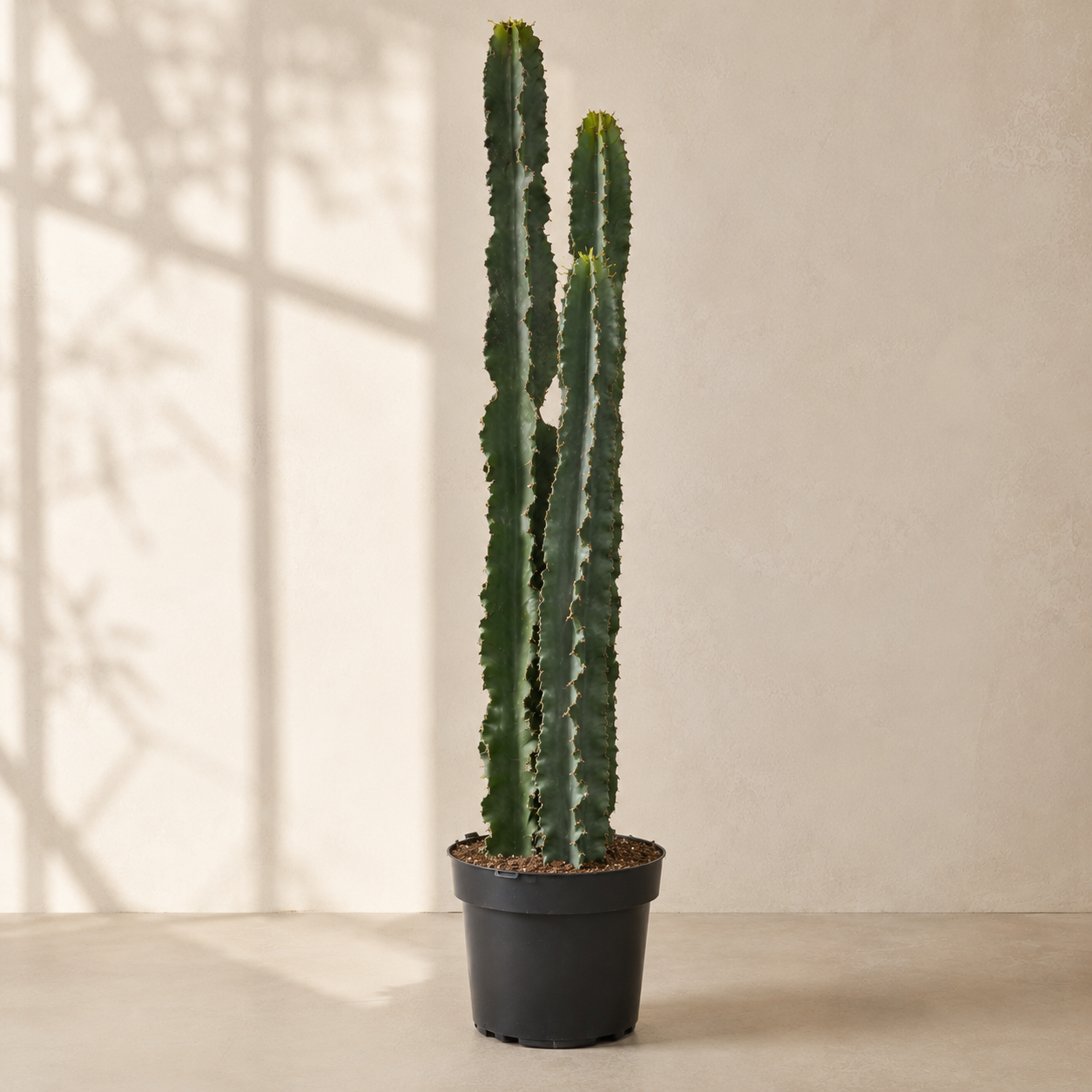 African Candelabra Cactus: Euphorbia ammak - 10 inch pot - 2-4 foot tall