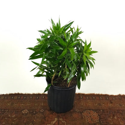 Pleomele: Dracaena reflexa - 10 inch pot - 2-4 foot tall