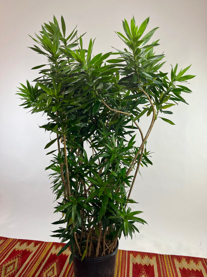 Anita Cane: Dracaena reflexa - 14 inch pot - 5-7 foot tall