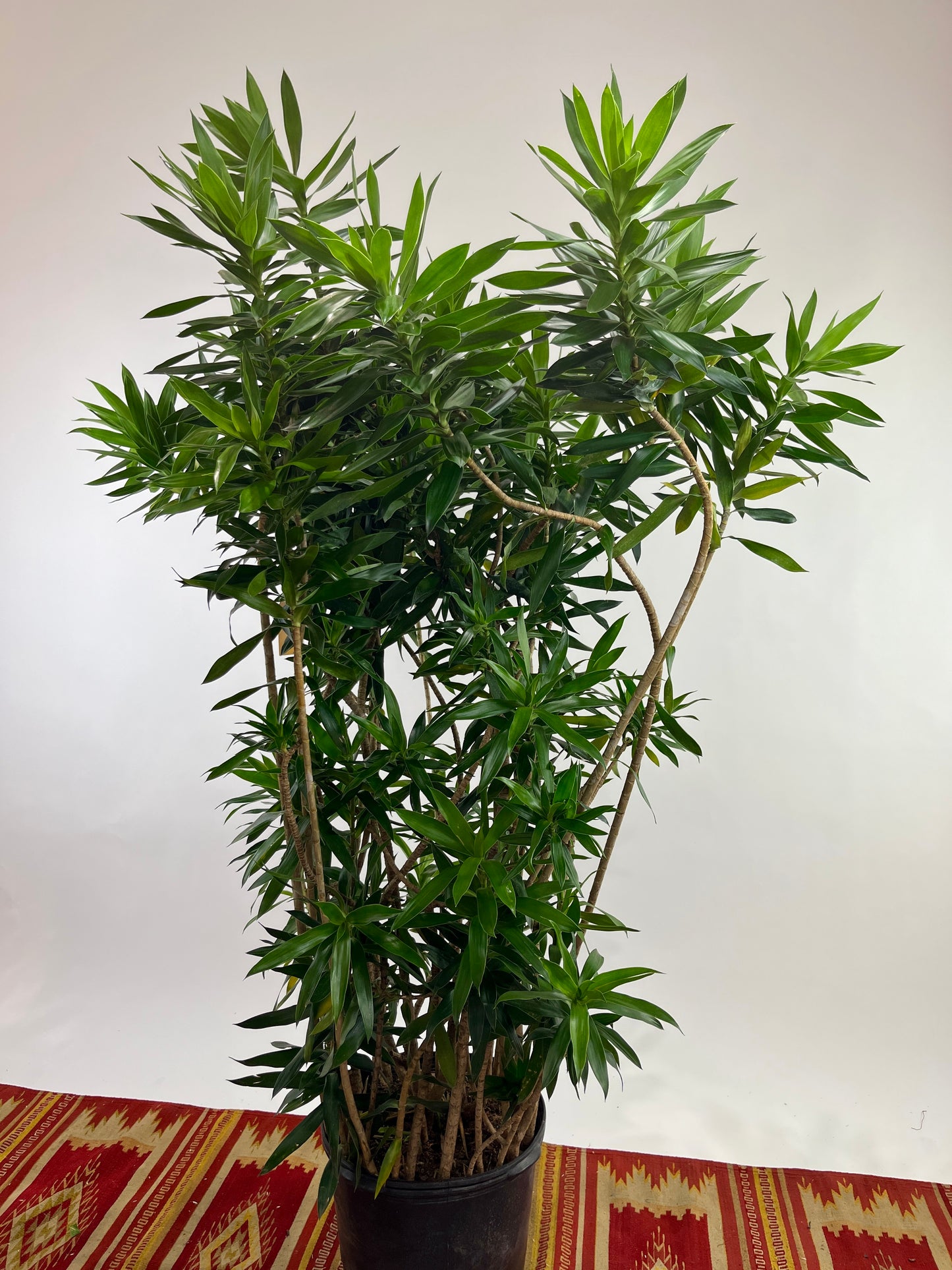 Anita Cane: Dracaena reflexa - 17 inch pot - 6-8 foot tall