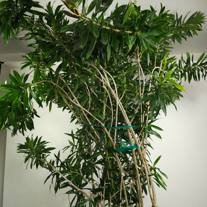 Pleomele: Dracaena reflexa - 21 inch pot - 8-9 foot tall