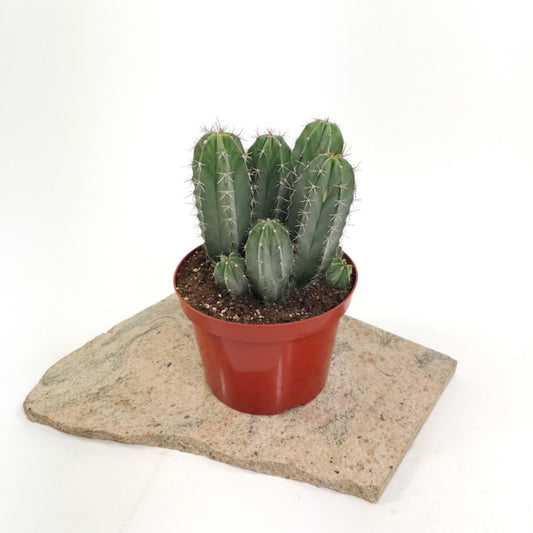 Assorted Cactus - 8 inch pot