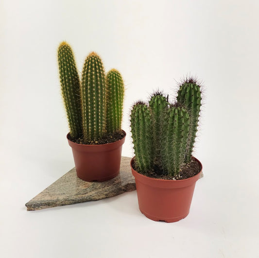 Assorted Cactus: Cactus - 6 inch pot