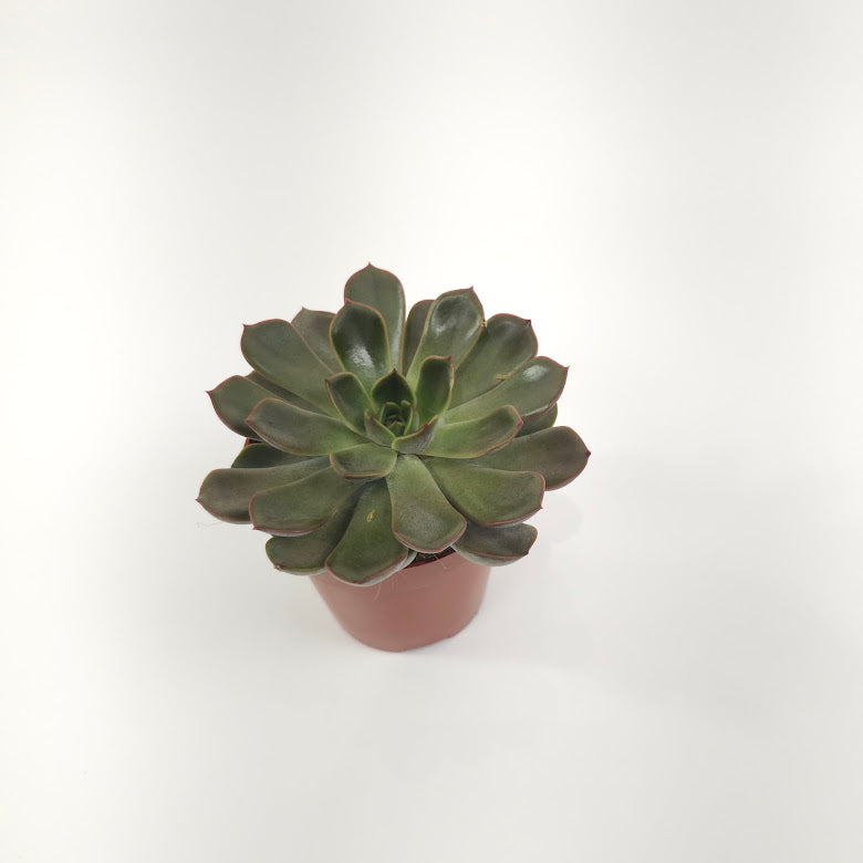 Assorted Echeveria - 5 inch pot