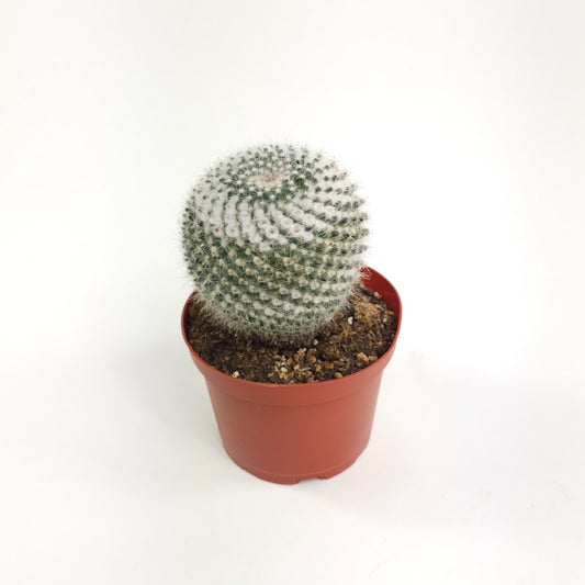 Assorted Globe Cactus: Mammillaria - 6 inch pot