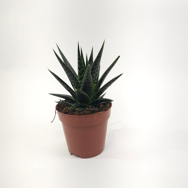 Assorted Haworthia/Gasteria - 5 inch pot