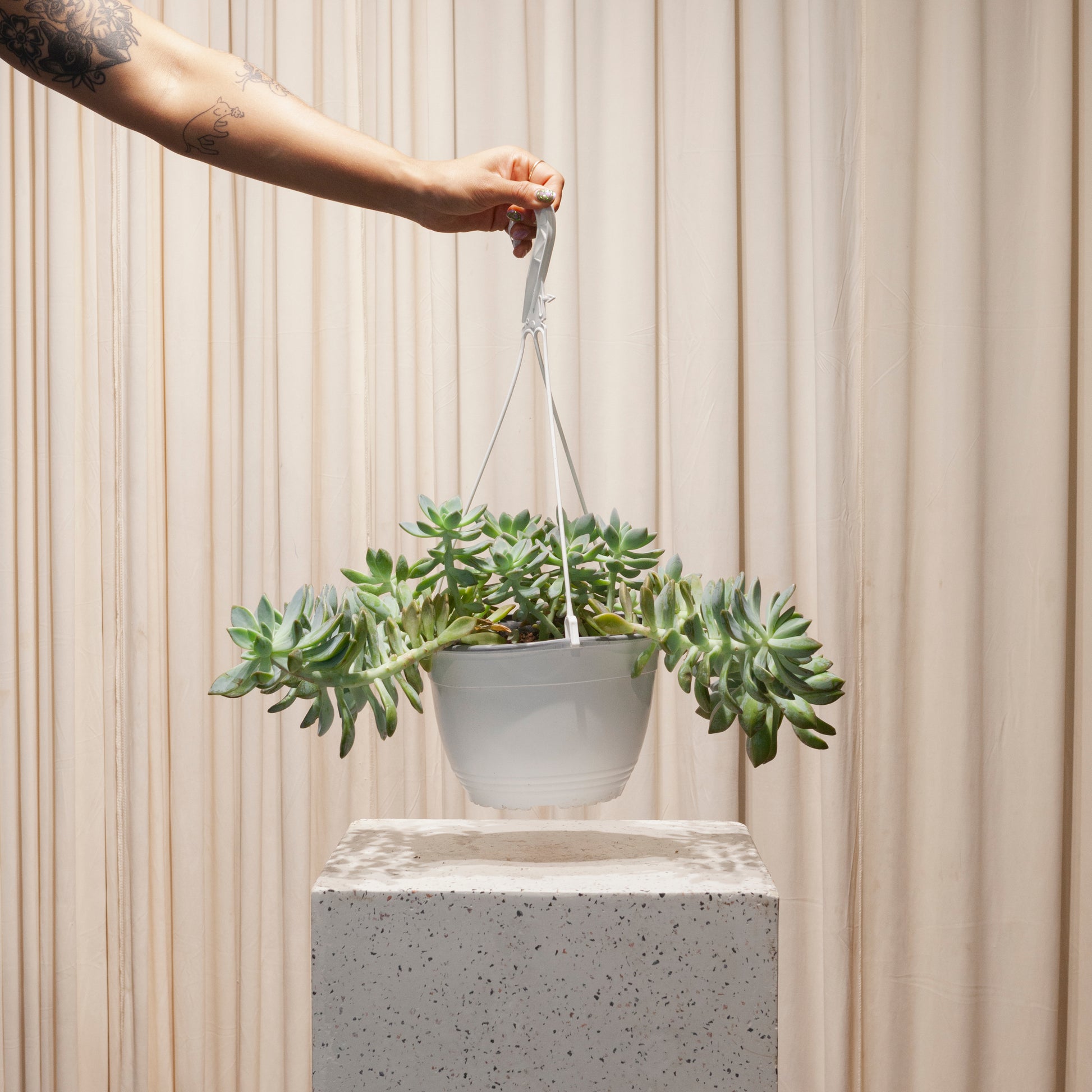 toronto succulent delivery Assorted Succulent - 8" Pot