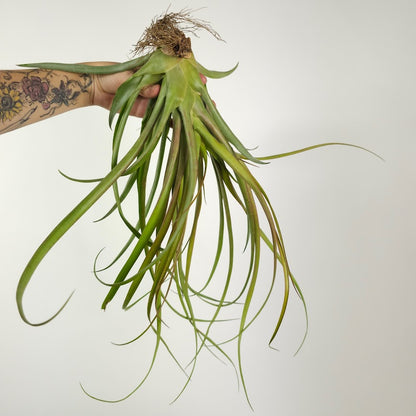 Assorted Air Plant: Tillandsia