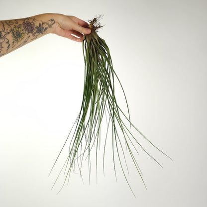 Assorted Air Plant: Tillandsia