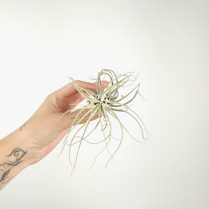 Assorted Air Plant: Tillandsia