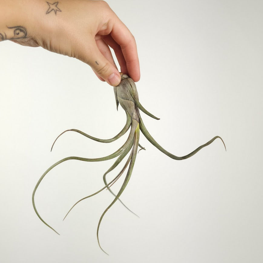Assorted Air Plant: Tillandsia