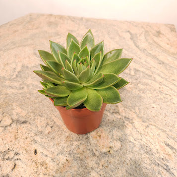 Assorted Echeveria - 5 inch pot