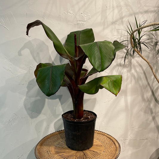 Dwarf Banana Plant (Ensete ventricosum) in a 10 inch pot. Indoor plant for sale by Promise Supply for delivery and pickup in Toronto