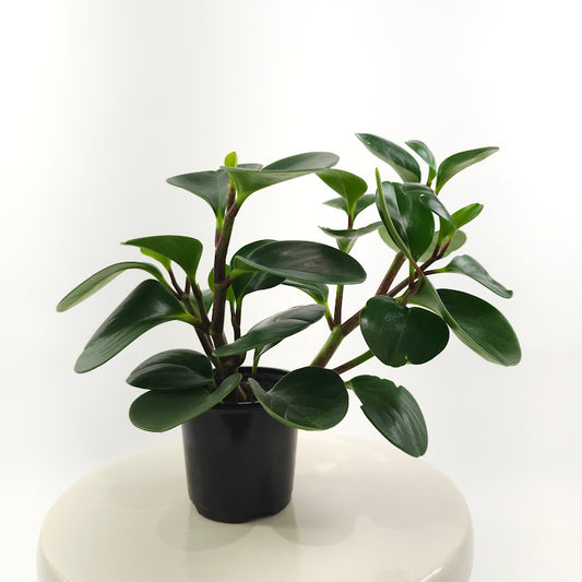 Baby Rubber Plant: Peperomia obtusifolia - 4 inch pot