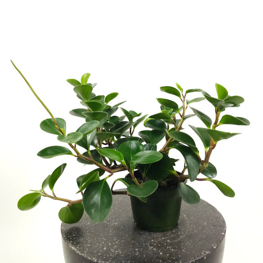 Baby Rubber Plant: Peperomia obtusifolia - 6 inch pot