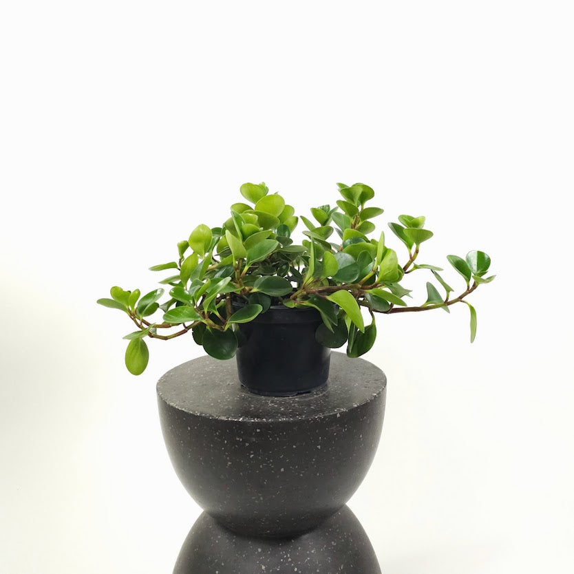 Baby Rubber Plant: Peperomia obtusifolia - 8 inch pot