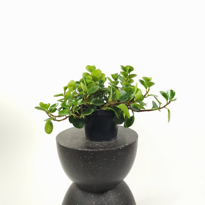 Baby Rubber Plant: Peperomia obtusifolia - 8 inch pot