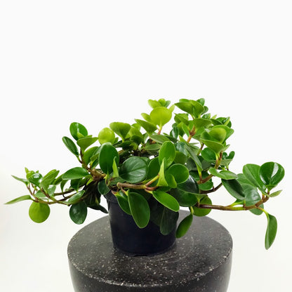 Baby Rubber Plant: Peperomia obtusifolia - 8 inch pot