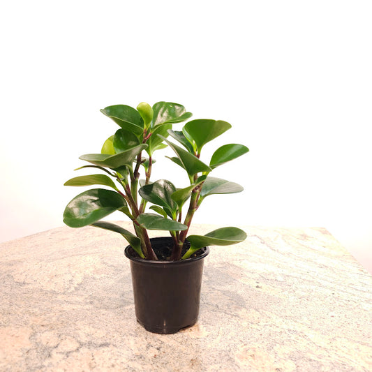 Baby Rubber Plant: Peperomia obtusifolia - 4 inch pot