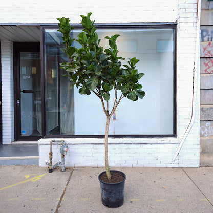 Bambino Fiddle Leaf Fig Tree: Ficus lyrata - 14 inch pot - 6-7 foot tall