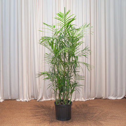 Bamboo Palm: Chamaedorea seifrizii - 10 inch pot - 4-5 foot tall