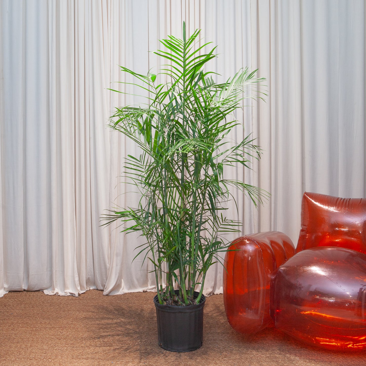 Bamboo Palm: Chamaedorea seifrizii - 10 inch pot - 4-5 foot tall