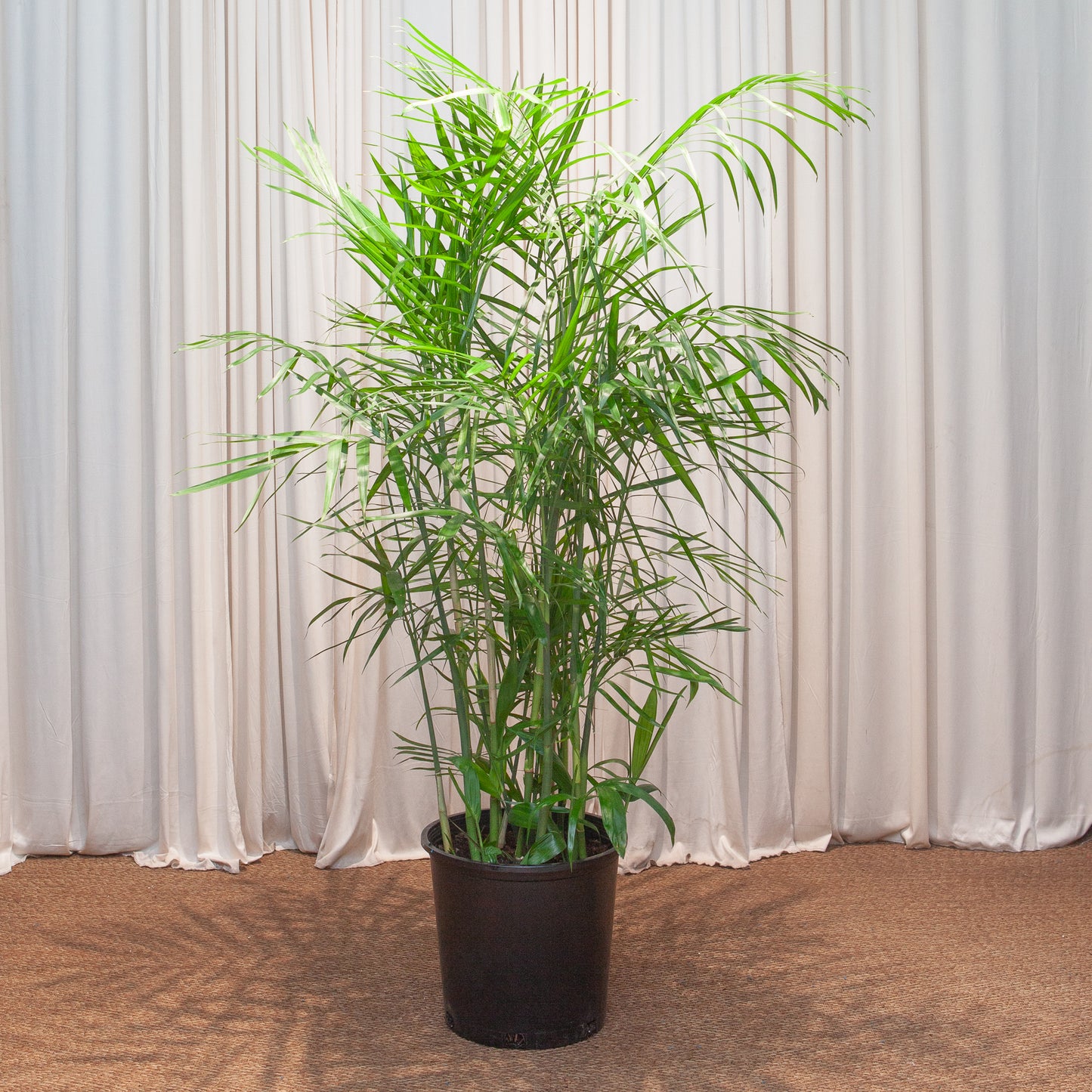 Bamboo Palm: Chamaedorea seifrizii - 14 inch pot - 5-5.5 foot tall