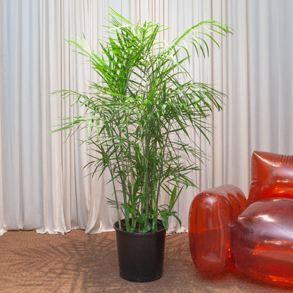 Bamboo Palm: Chamaedorea seifrizii - 14 inch pot - 5-5.5 foot tall