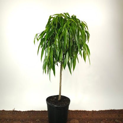 Banana Fig: Ficus alii - 12 inch pot - 4-5 foot tall — plant in pot — indoor plant for sale by Promise Supply for delivery and pickup in Toronto.