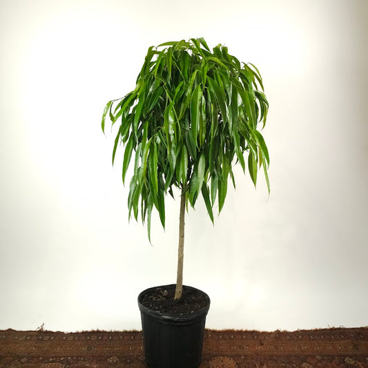 Banana Fig: Ficus alii - 12 inch pot - 4-5 foot tall