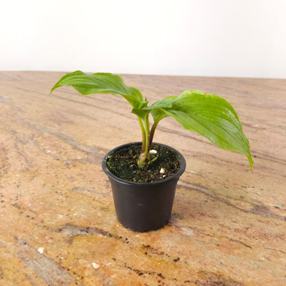 Black Bat Flower: Tacca Chantrieri - 4 inch pot