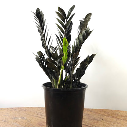 raven zz plant for sale near me Black Raven ZZ Plant: Zamioculcas - 14" Pot