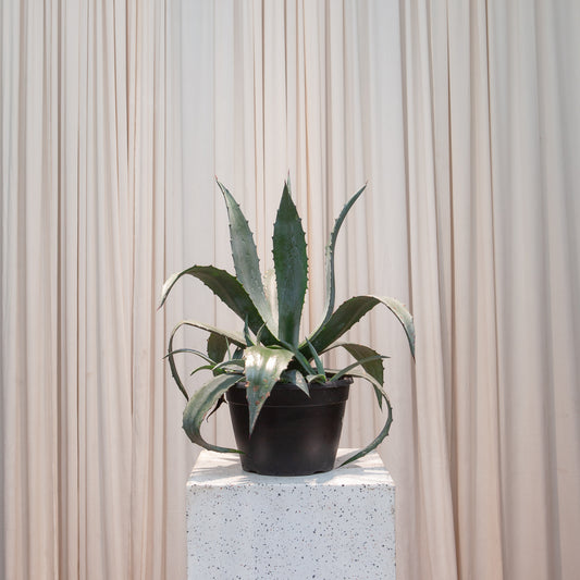 Blue: Agave tequilana - 8 inch pot — indoor plant — indoor plant for sale by Promise Supply for delivery and pickup in Toronto.