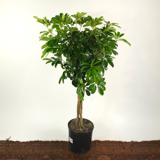 Braided Dwarf Umbrella Tree: Schefflera arboricola - 10 inch pot - 4 foot tall