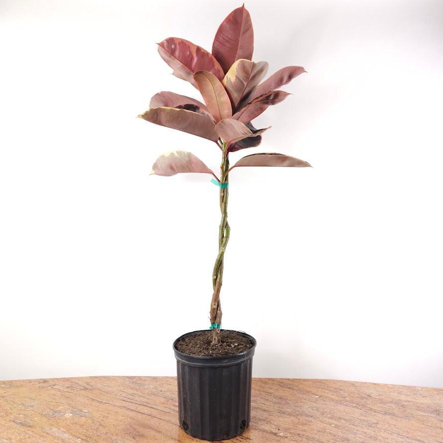 Braided Ruby Rubber Tree: Ficus elastica - 10 inch pot - 3.5-4 foot tall