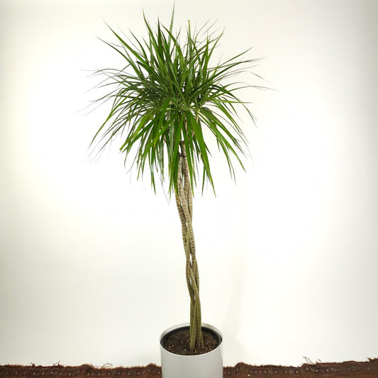 Braided Dragon Tree: Dracaena marginata - 12 inch pot - 6 foot tall