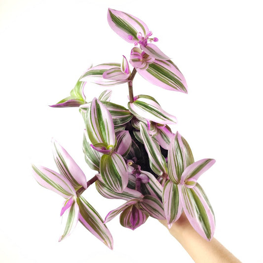 Bubblegum Wandering Plant: Tradescantia 'Nanouk' - 4 inch pot