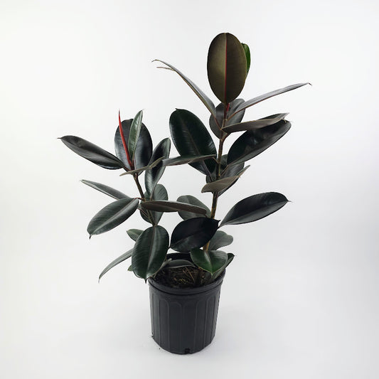 Burgundy Rubber Bush: Ficus elastica - 10 inch pot - 2-3 foot tall