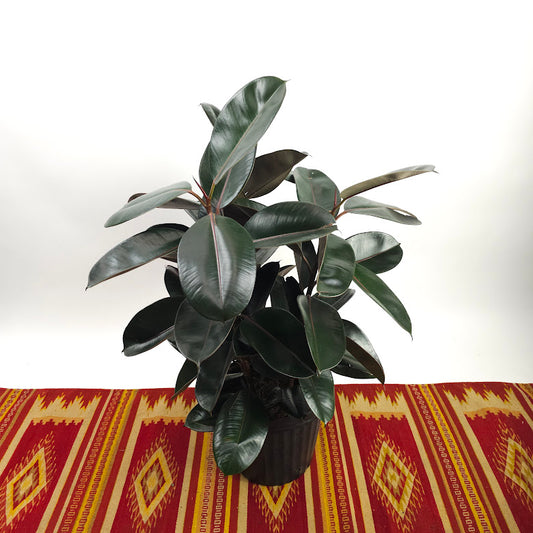 Burgundy Rubber Bush: Ficus elastica - 12 inch pot - 3-4 foot tall