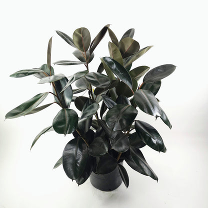 Burgundy Rubber Bush: Ficus elastica - 14 inch pot