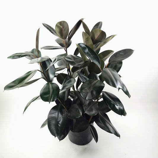 Burgundy Rubber Bush: Ficus elastica - 14 inch pot - 4 foot tall