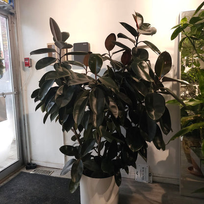 Burgundy Rubber Bush Specimen: Ficus elastica - 14 inch pot - 6 foot tall