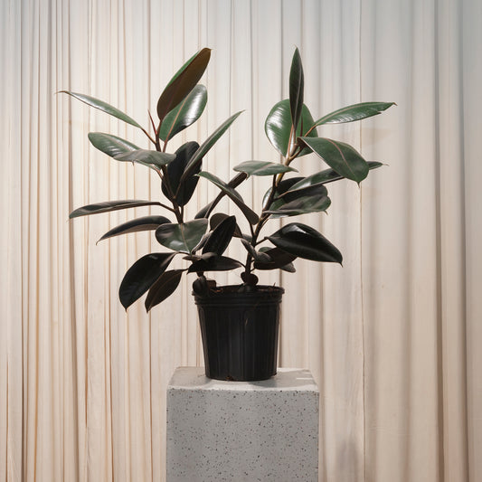 Burgundy Rubber Bush: Ficus elastica - 8 inch pot - 2 foot tall