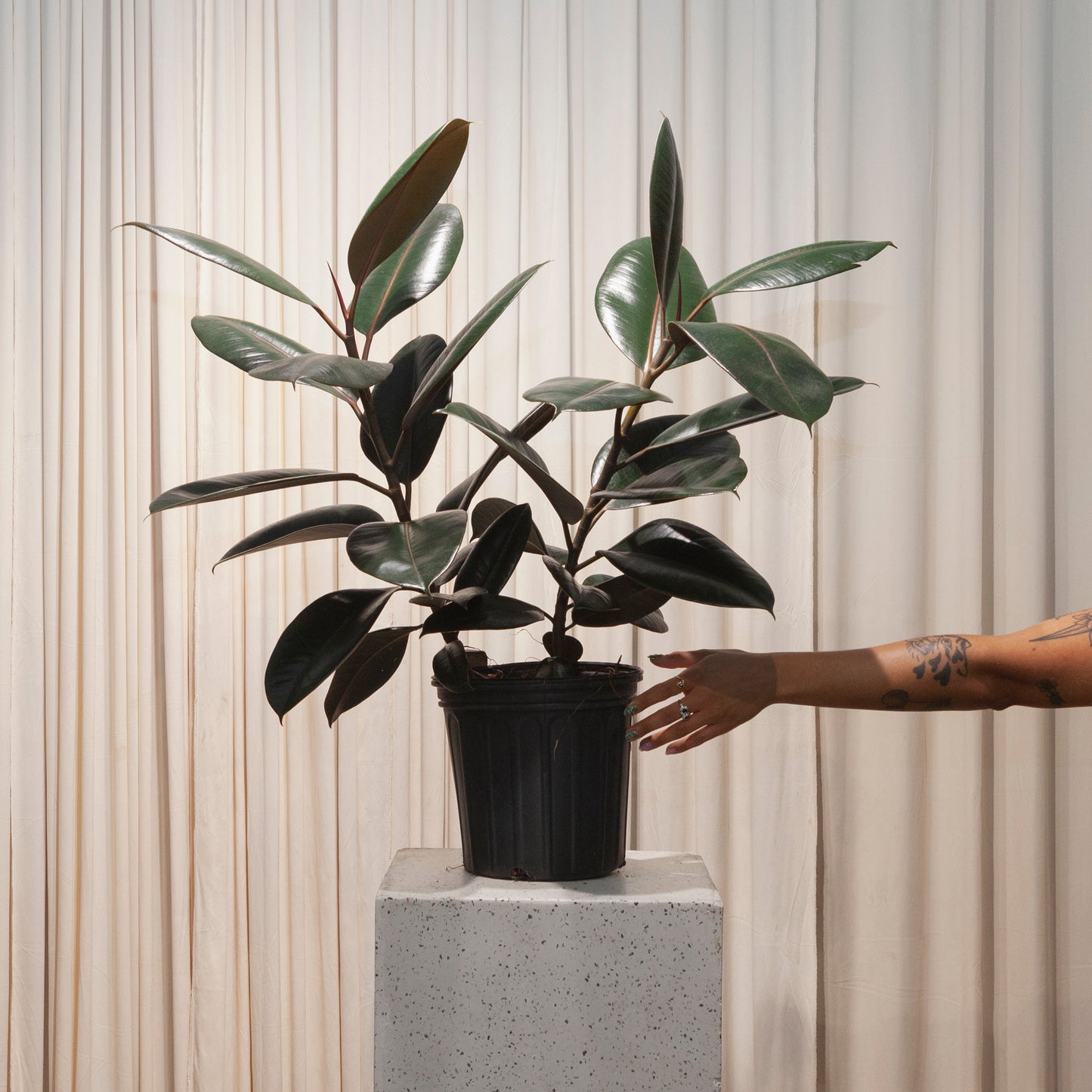 Burgundy Rubber Bush: Ficus elastica - 8 inch pot - 2 foot tall