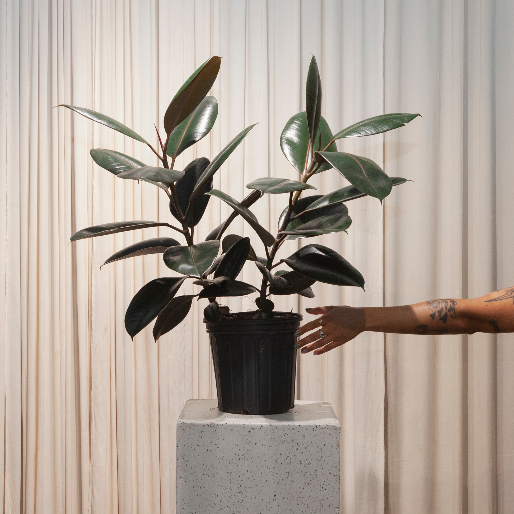 rubber tree bush Burgundy Rubber Bush: Ficus - 10" Pot
